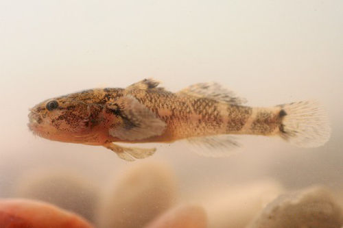 Shokihaze goby